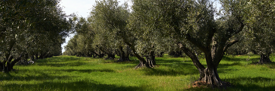 blog11 - Olive Tree Blog